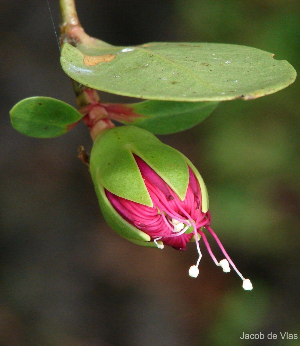 Sonneratia caseolaris (L.) Engl.